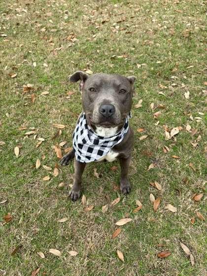 Enlarge Sueanne, a Adoptable mixed breed in Gulfport, MS image 2/3