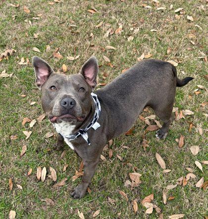 Enlarge Sueanne, a Adoptable mixed breed in Gulfport, MS image 3/3