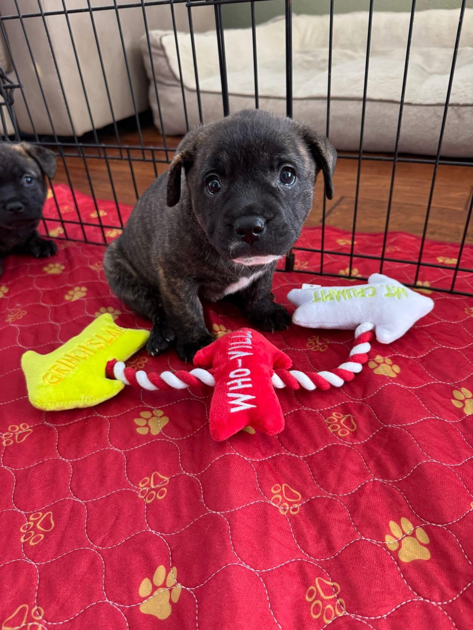 Enlarge Marley , a ADOPTABLE mixed breed in CLAREMONT, CA image 4/6