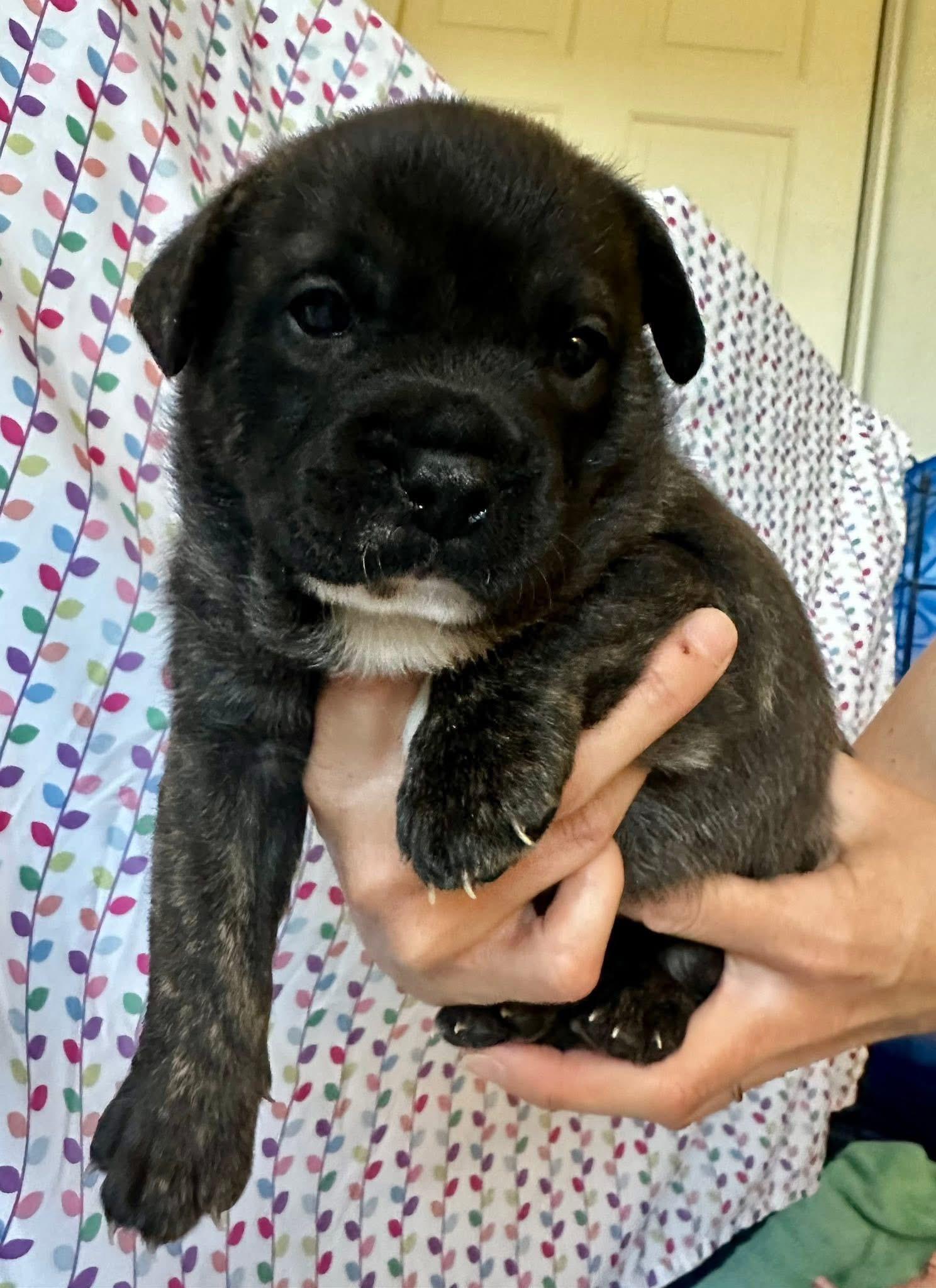 Enlarge Marley , a ADOPTABLE mixed breed in CLAREMONT, CA image 6/6