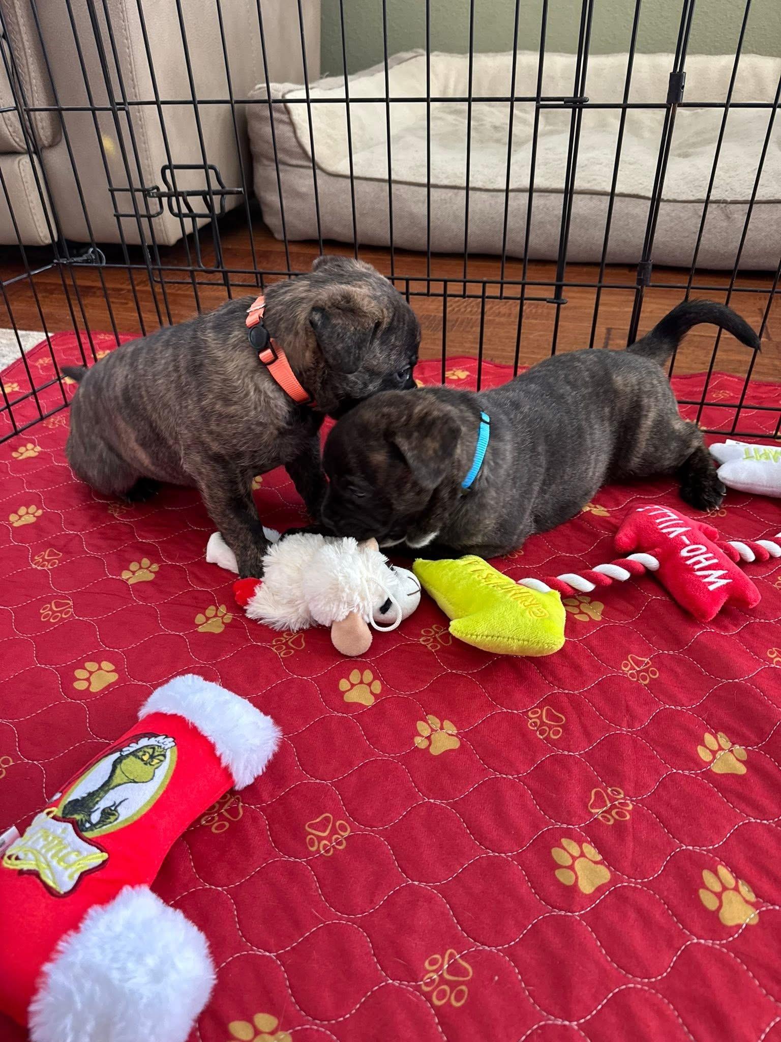 Enlarge Marley , a ADOPTABLE mixed breed in CLAREMONT, CA image 5/6