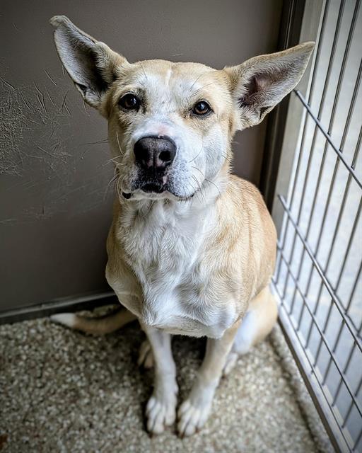 Enlarge FAE, a Adoptable German Shepherd Dog in Clyde, NC image 1/1
