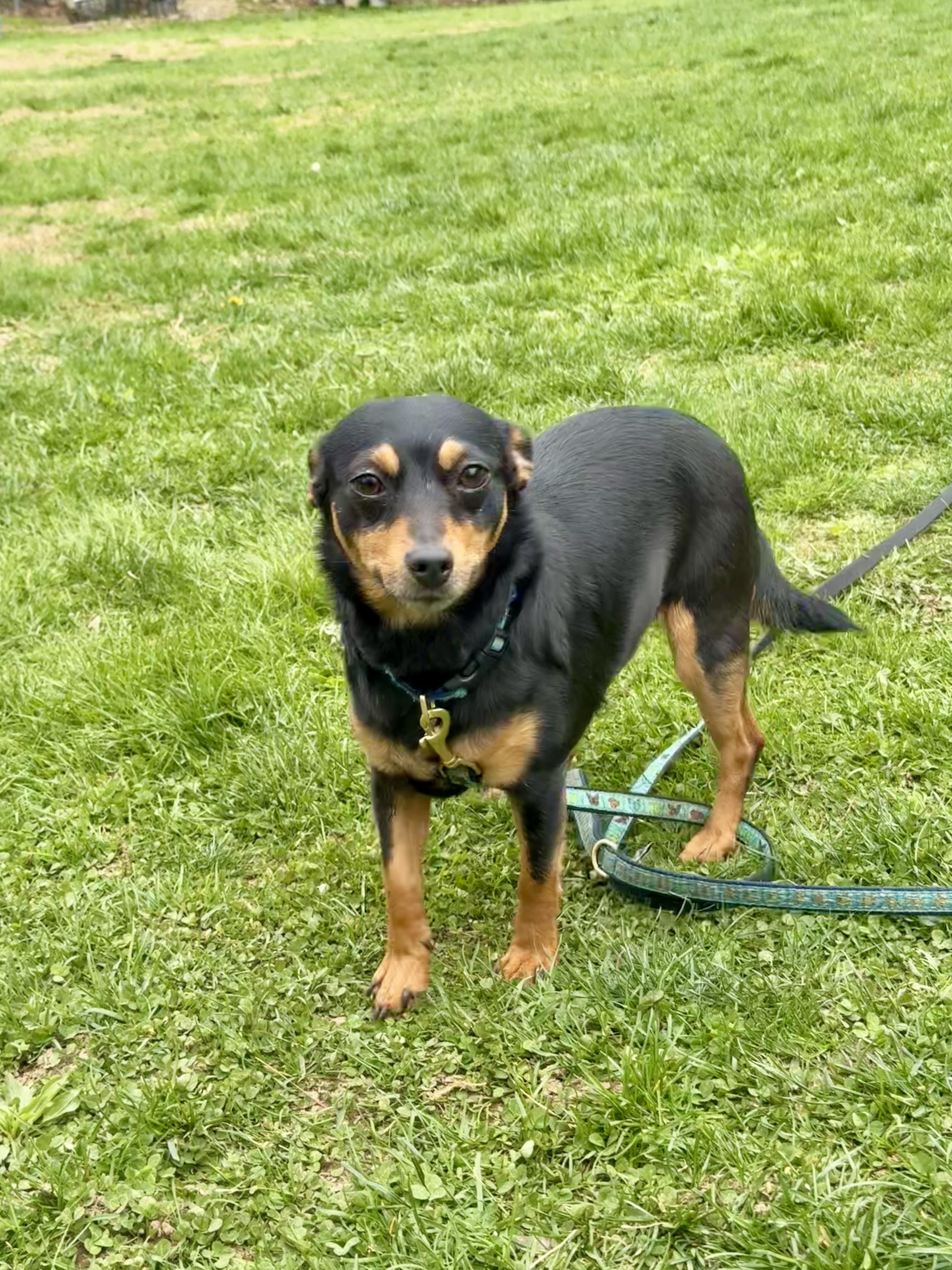 Luna (bonded with Star), a Adoptable mixed breed in Terryville, CT image 1/5
