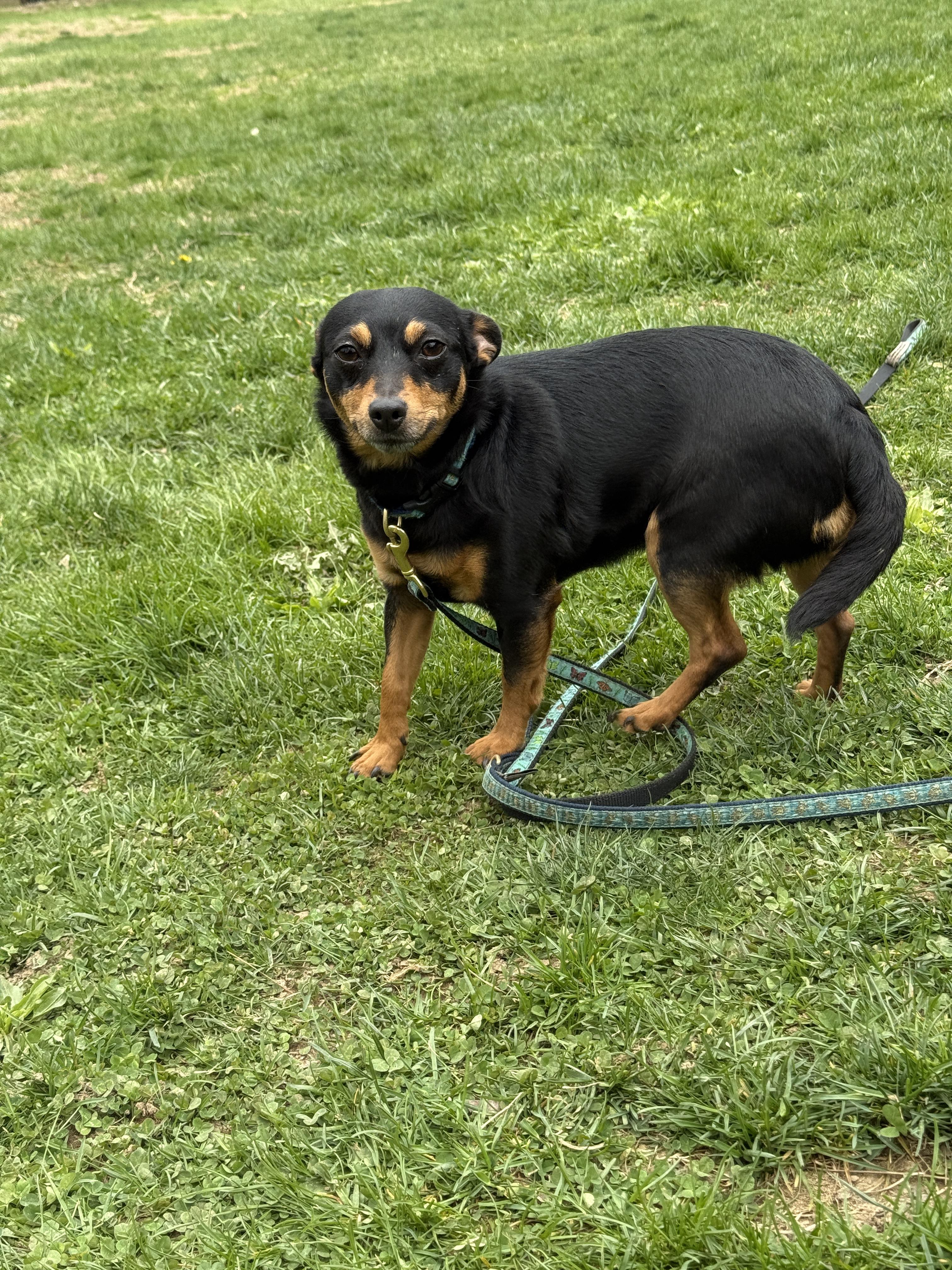 Luna (bonded with Star), a Adoptable mixed breed in Terryville, CT image 2/5