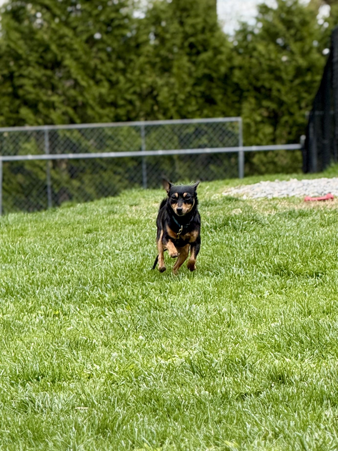 Luna (bonded with Star), a Adoptable mixed breed in Terryville, CT image 3/5