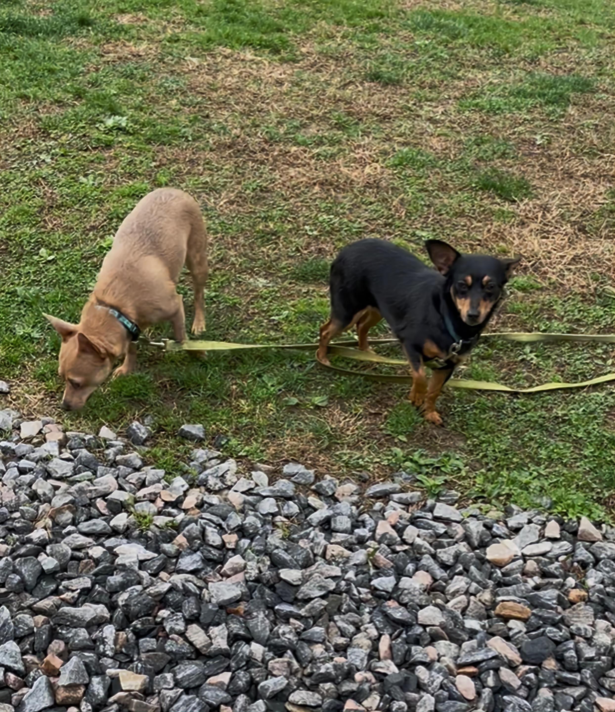 Luna (bonded with Star), a Adoptable mixed breed in Terryville, CT image 4/5
