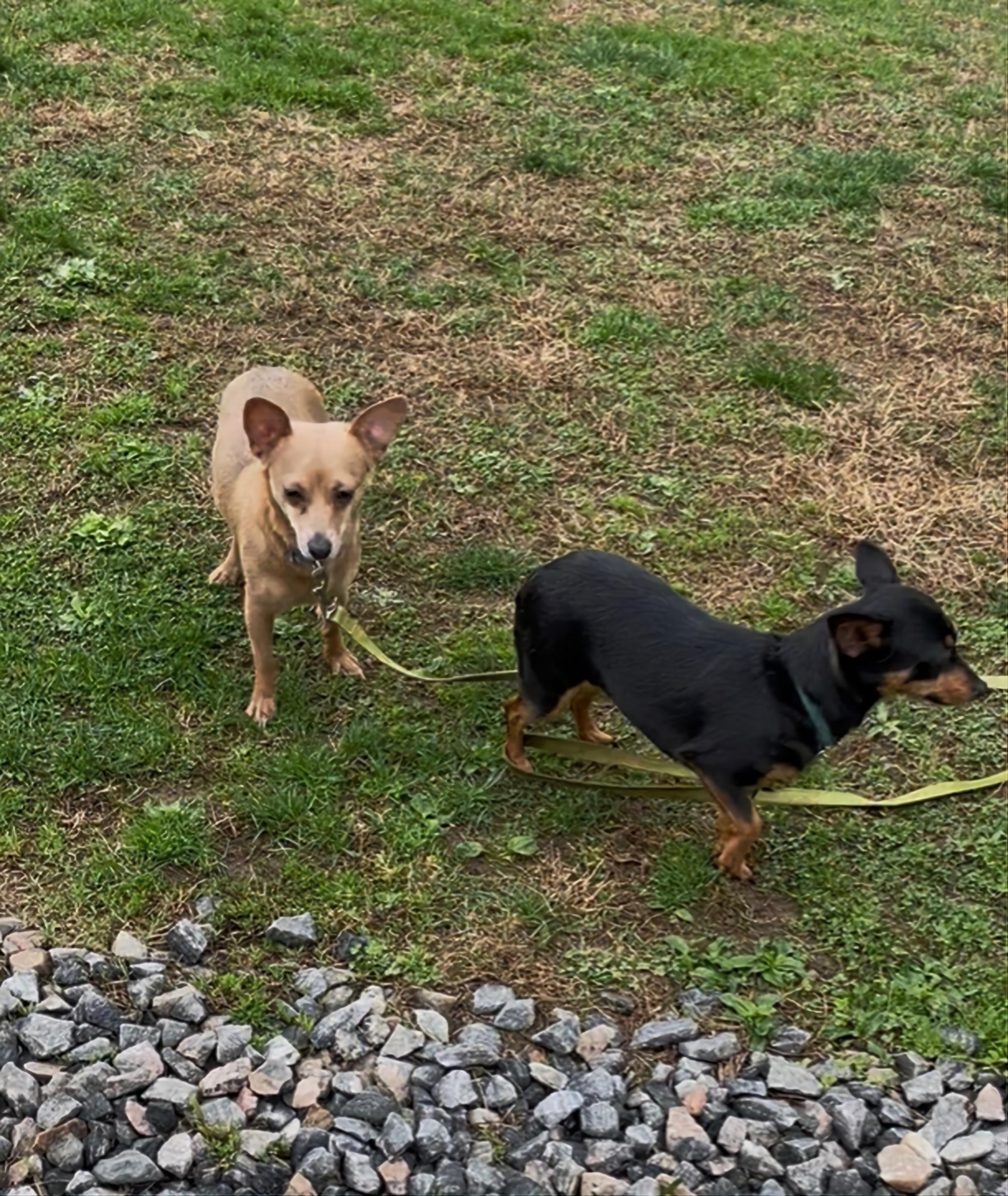 Luna (bonded with Star), a Adoptable mixed breed in Terryville, CT image 5/5