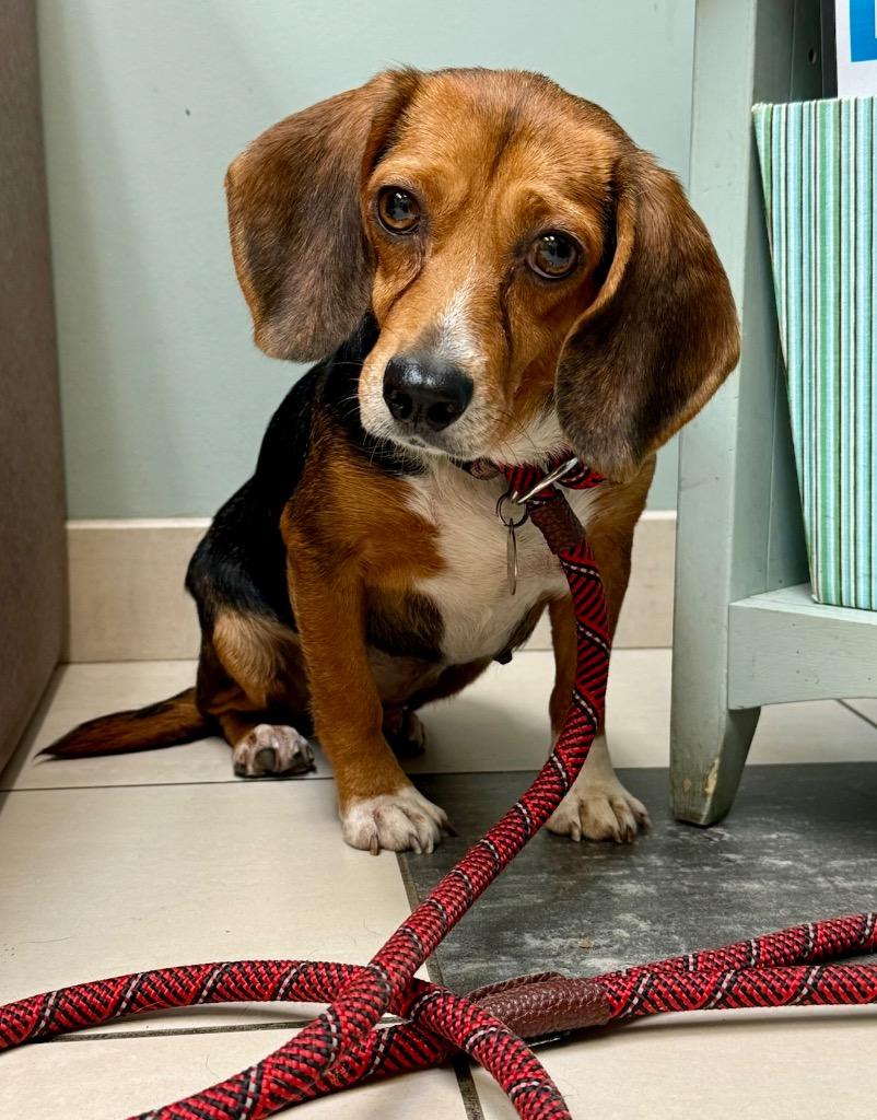 Bitty, Adoptable, Adult Female Beagle.