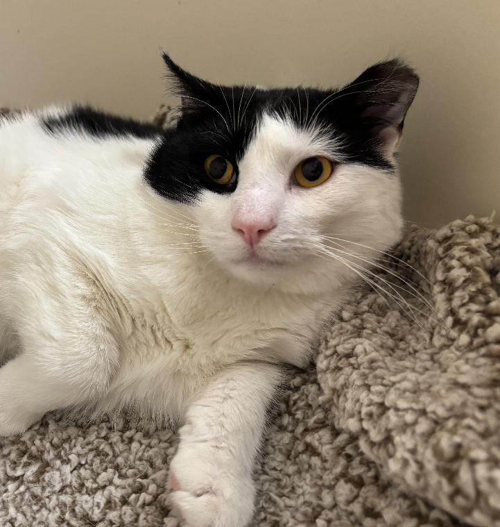 Finnegan, a ADOPTABLE Domestic Short Hair in Sussex, NJ image 1/3