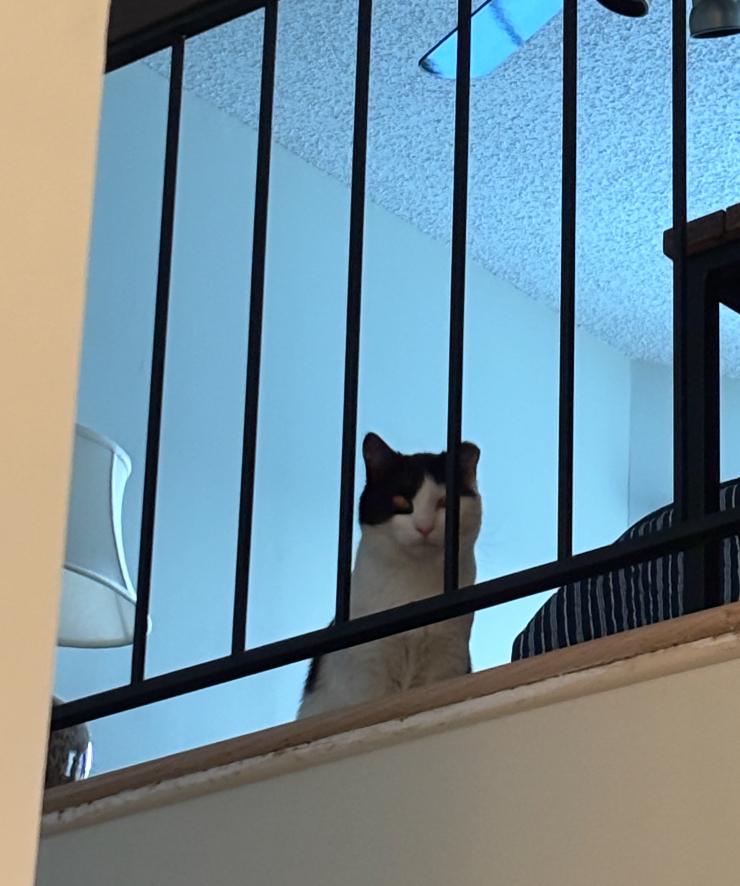 Finnegan, a ADOPTABLE Domestic Short Hair in Sussex, NJ image 3/3