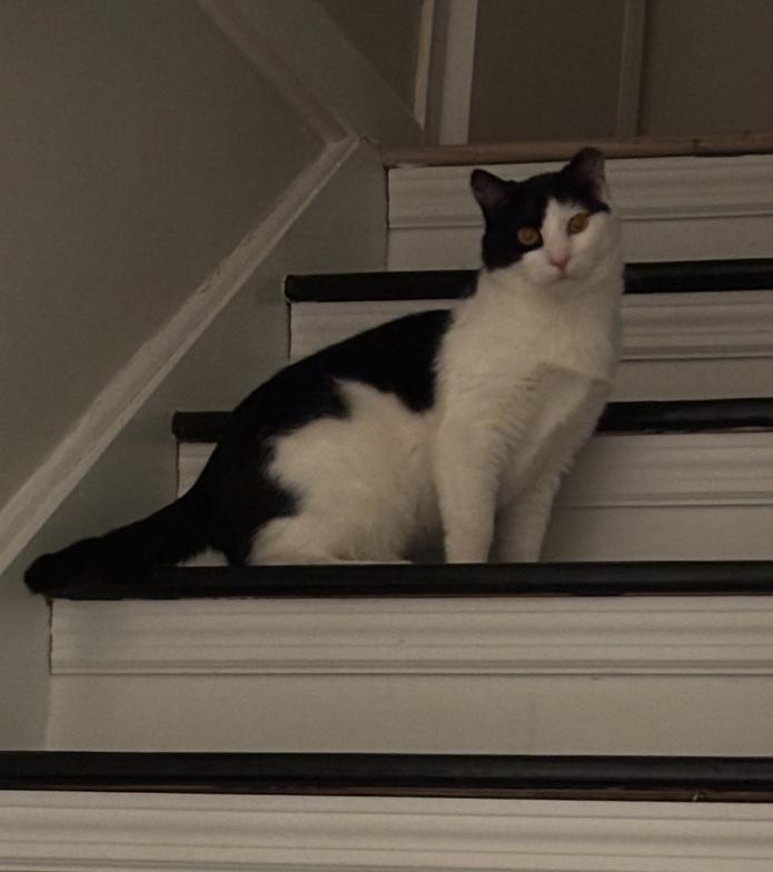 Finnegan, a ADOPTABLE Domestic Short Hair in Sussex, NJ image 2/3