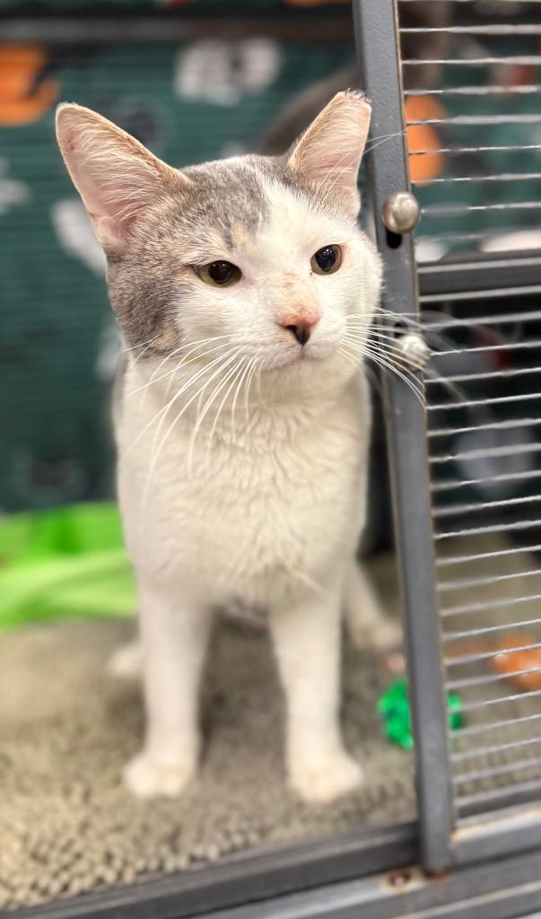 Badger, Adoptable, Young Male Domestic Short Hair.