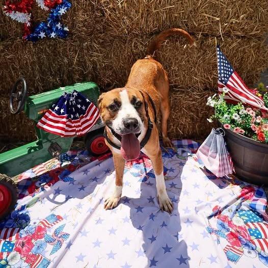 Kingston, Adoptable, Young Male Saint Bernard & Mastiff.