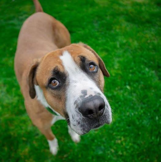 Enlarge Kingston, a Adoptable mixed breed in Greensburg, IN image 3/5