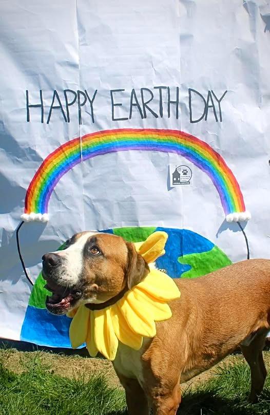 Enlarge Kingston, a Adoptable mixed breed in Greensburg, IN image 4/5