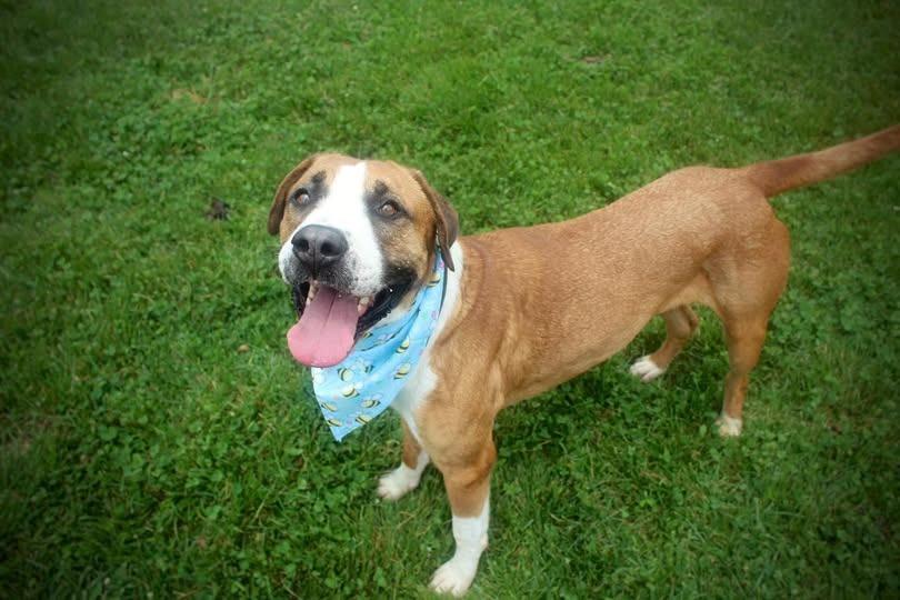 Enlarge Kingston, a Adoptable mixed breed in Greensburg, IN image 5/5