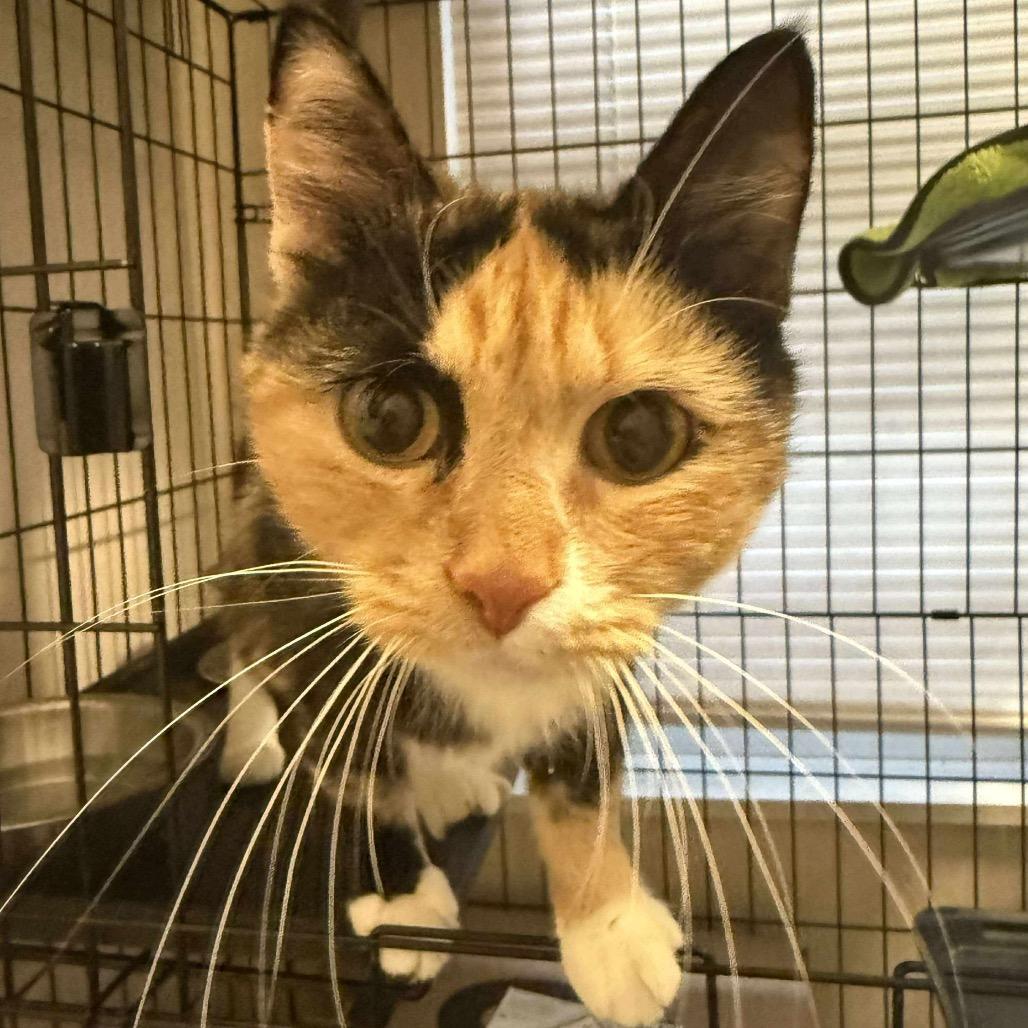 Enlarge Calico Mom, a Adoptable Domestic Short Hair in Bottineau, ND image 1/1