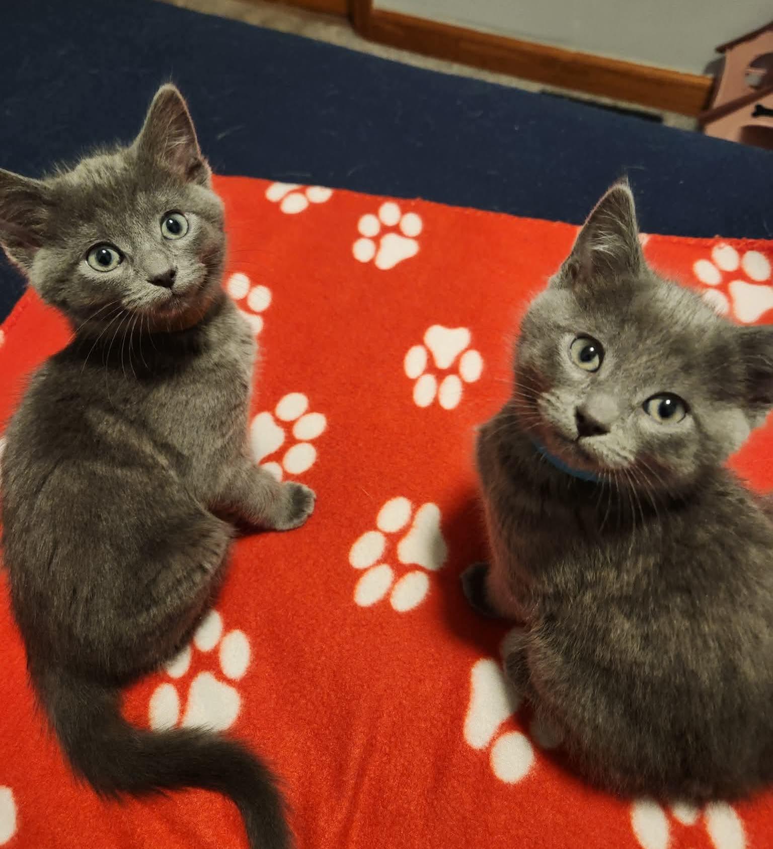 Enlarge Boris, a Adoptable mixed breed in Chicago, IL image 5/6