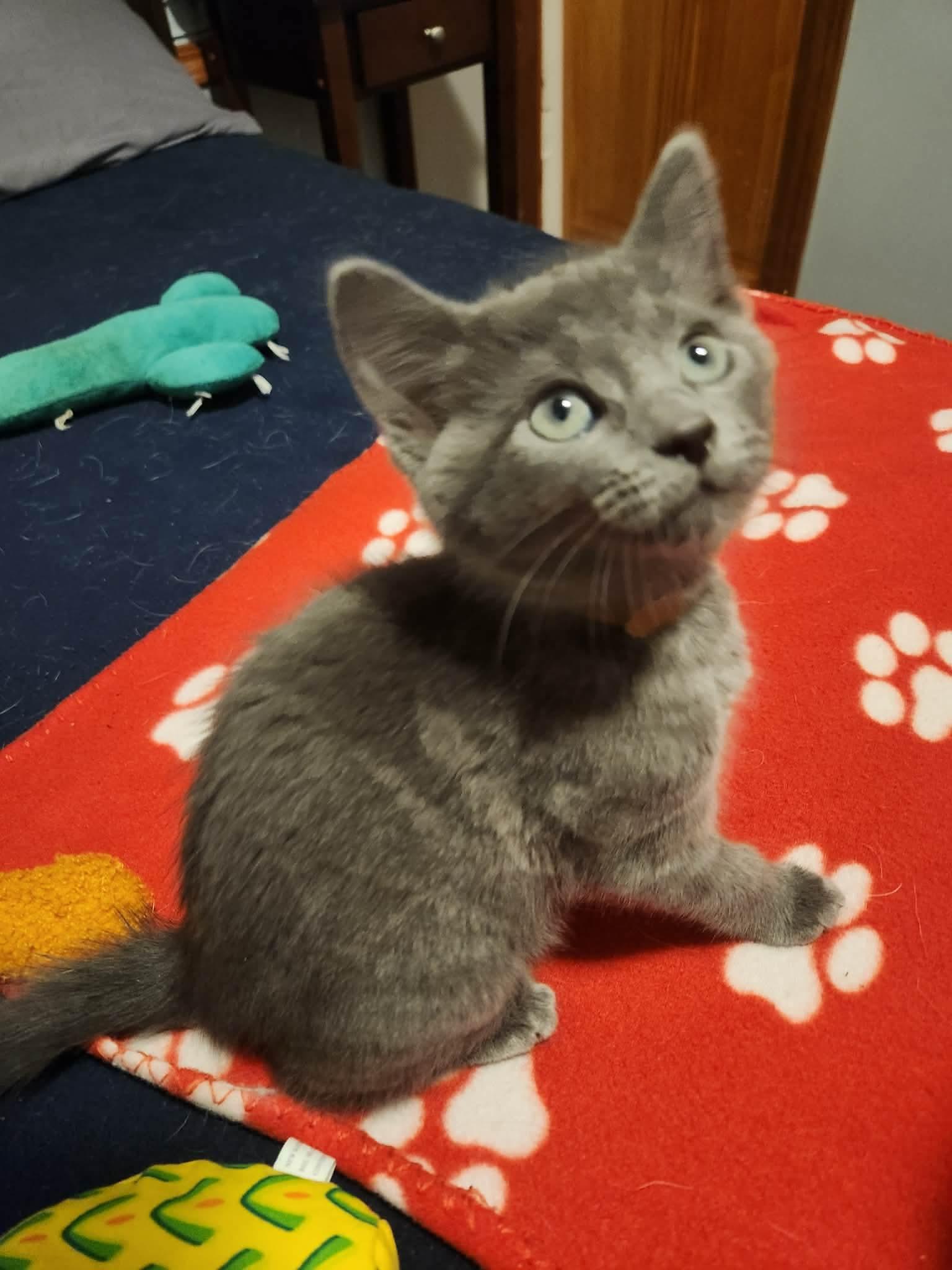 Enlarge Boris, a Adoptable mixed breed in Chicago, IL image 4/6