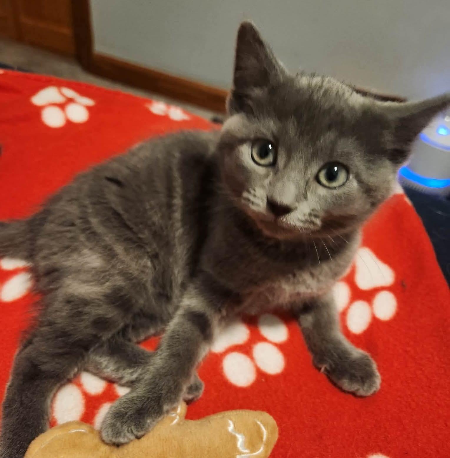 Enlarge Boris, a Adoptable mixed breed in Chicago, IL image 6/6