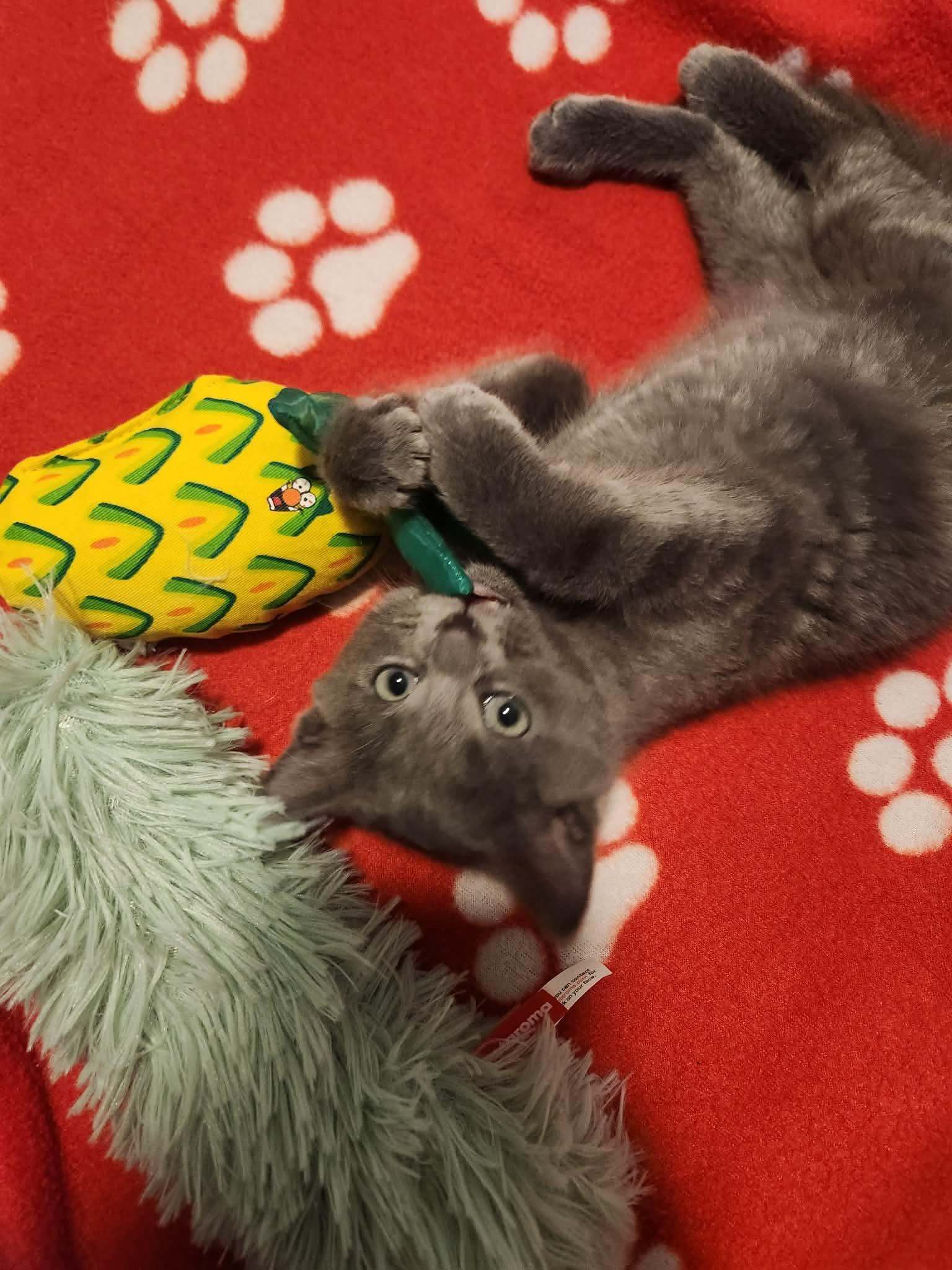 Boris, Adoptable, Kitten Male Russian Blue & Tabby.