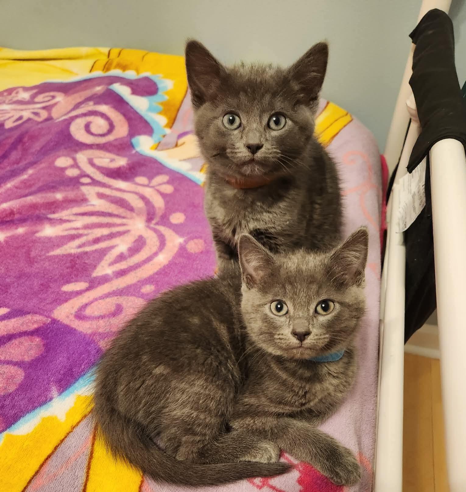 Enlarge Boris, a Adoptable mixed breed in Chicago, IL image 3/6