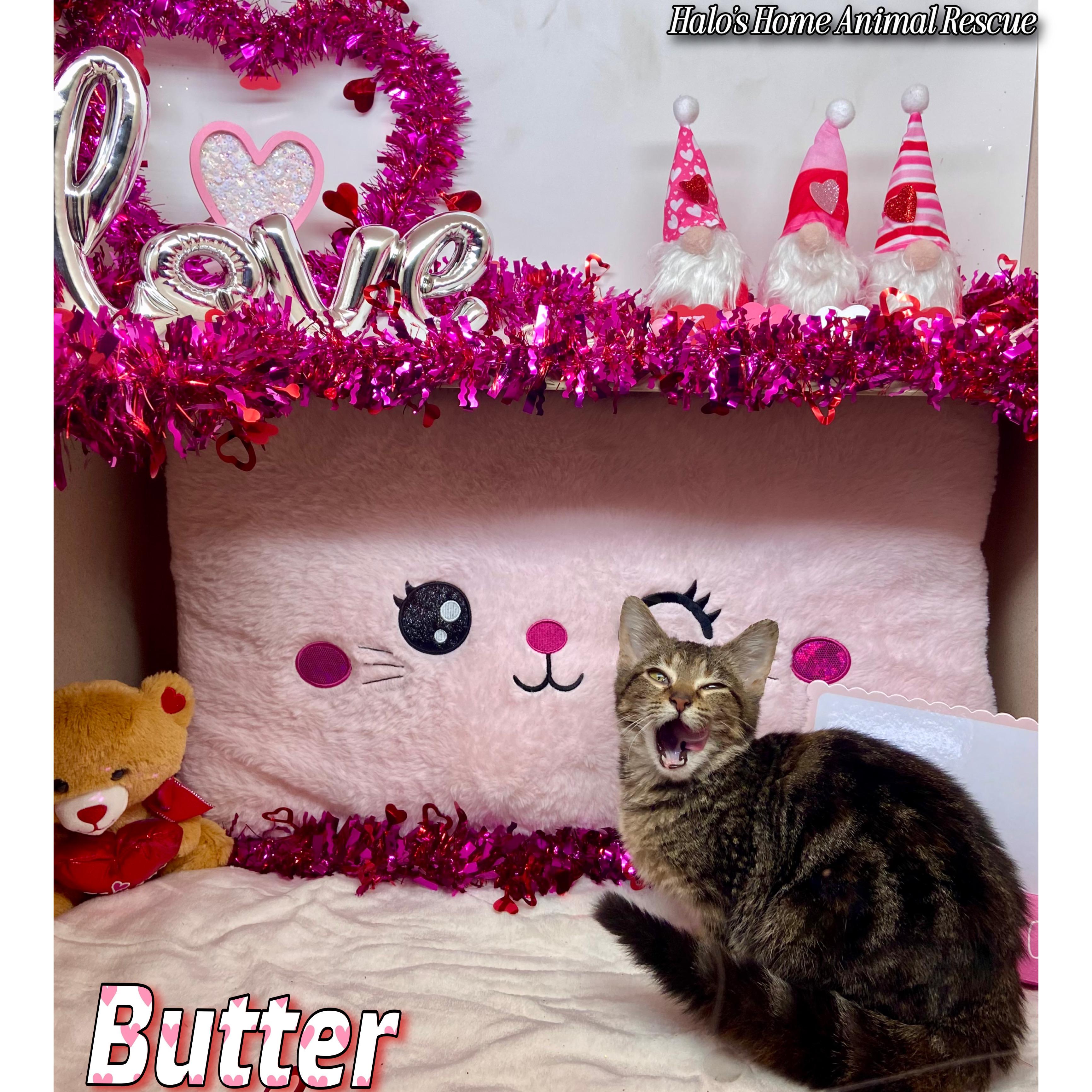 Enlarge Butter, a Adopted Tabby in Sunbright, TN image 1/3