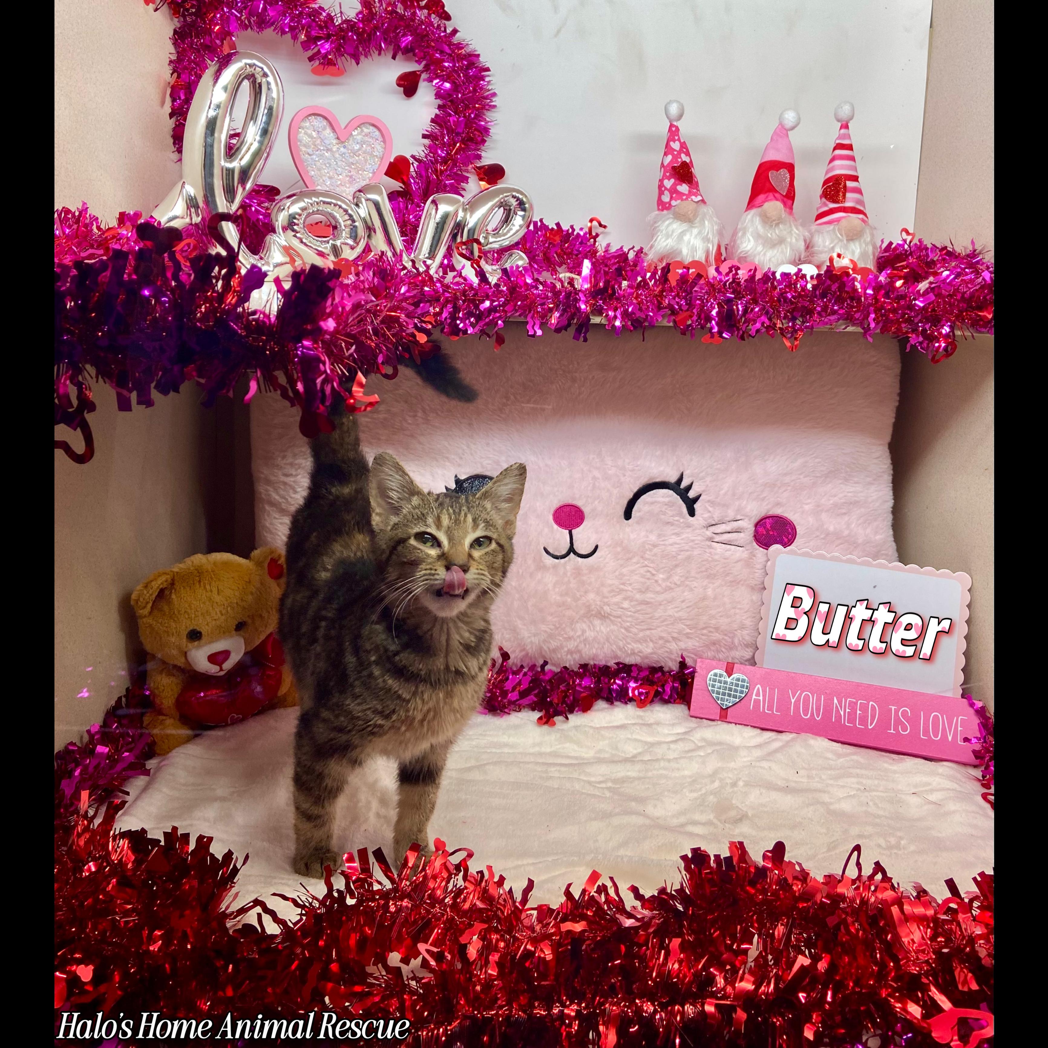 Enlarge Butter, a Adopted Tabby in Sunbright, TN image 2/3