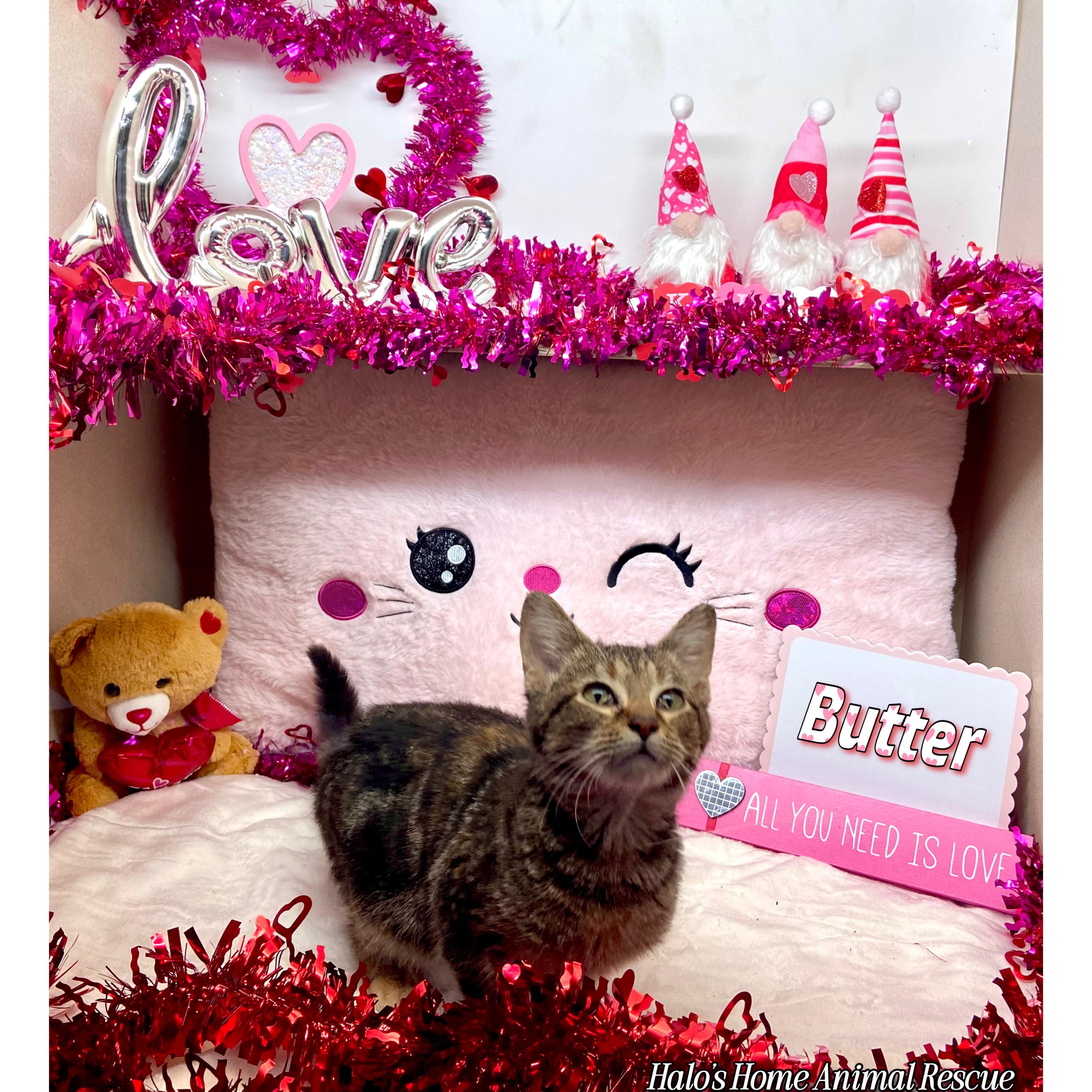 Enlarge Butter, a Adopted Tabby in Sunbright, TN image 3/3