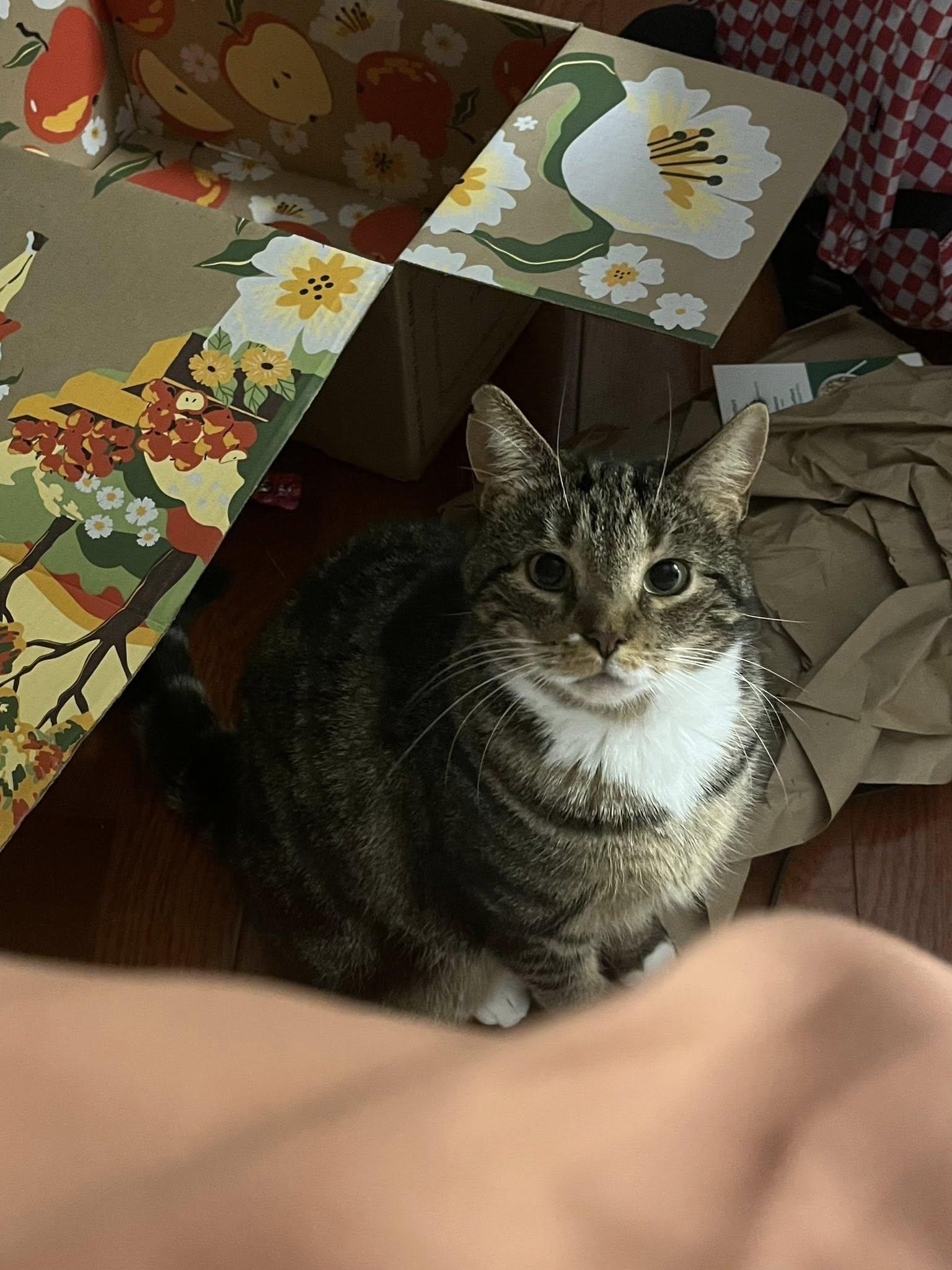 Enlarge Agnus, a ADOPTABLE Domestic Short Hair in Spencerville, ON image 2/5