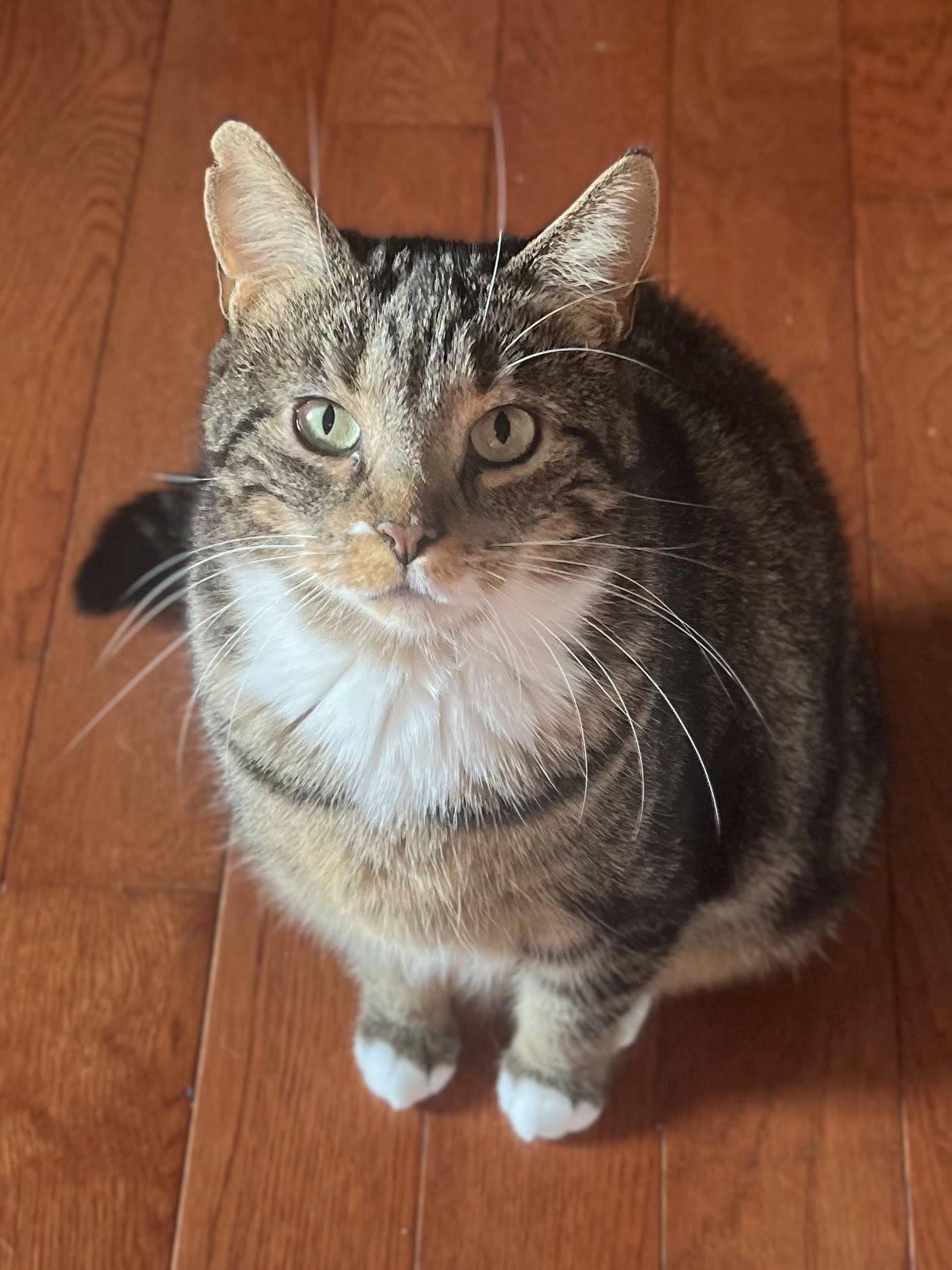 Enlarge Agnus, a ADOPTABLE Domestic Short Hair in Spencerville, ON image 3/5