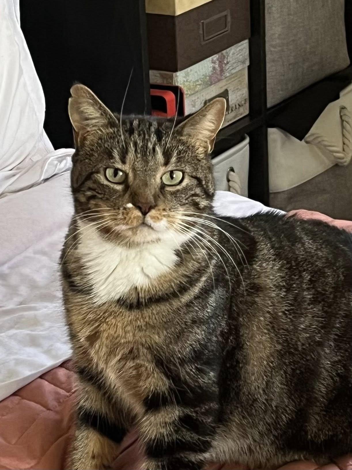 Enlarge Agnus, a ADOPTABLE Domestic Short Hair in Spencerville, ON image 5/5