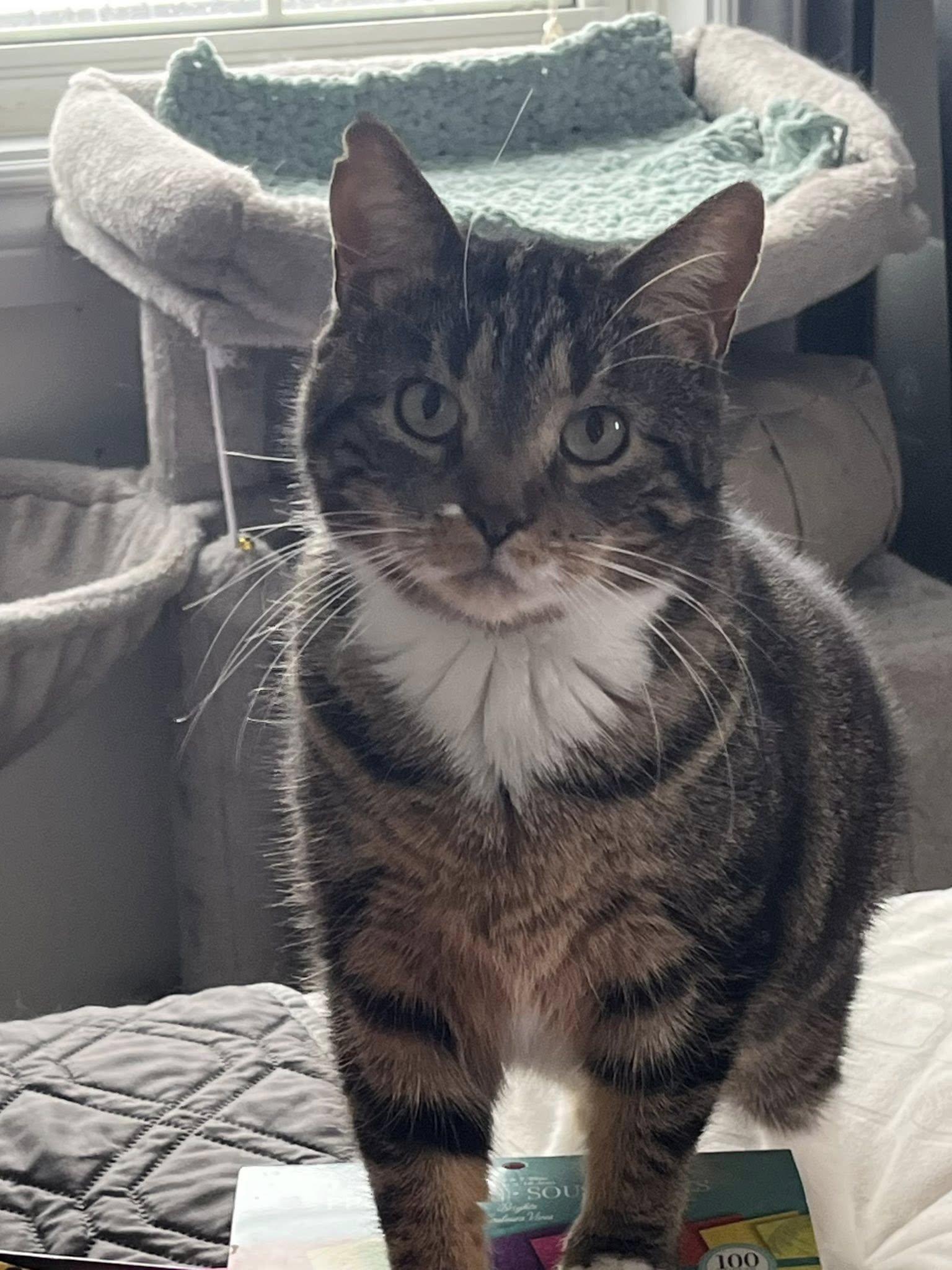 Enlarge Agnus, a ADOPTABLE Domestic Short Hair in Spencerville, ON image 4/5