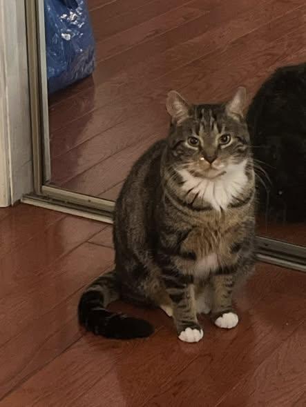 Agnus, ADOPTABLE, Adult Female Domestic Short Hair.