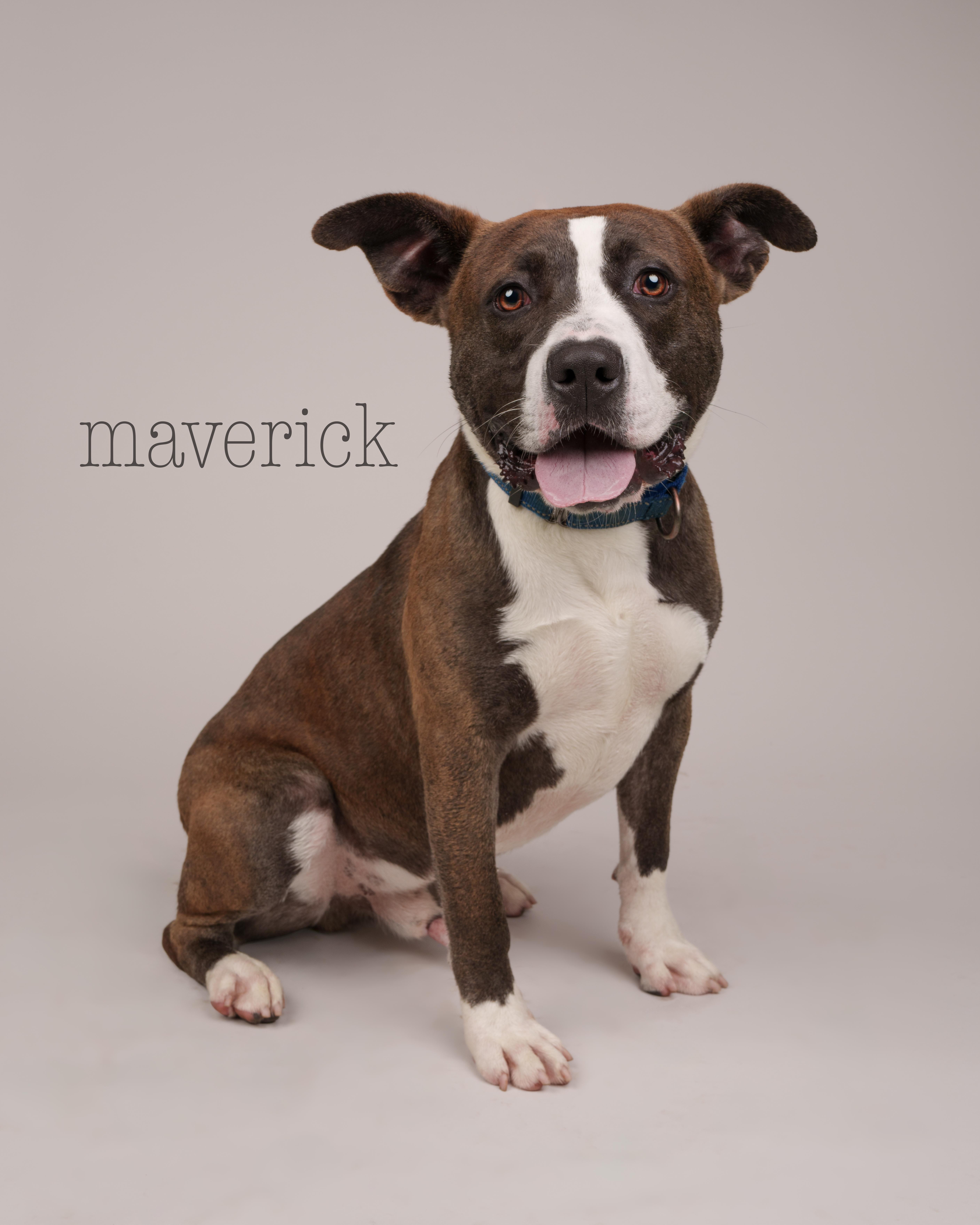 Maverick, Adoptable, Young Male Terrier.