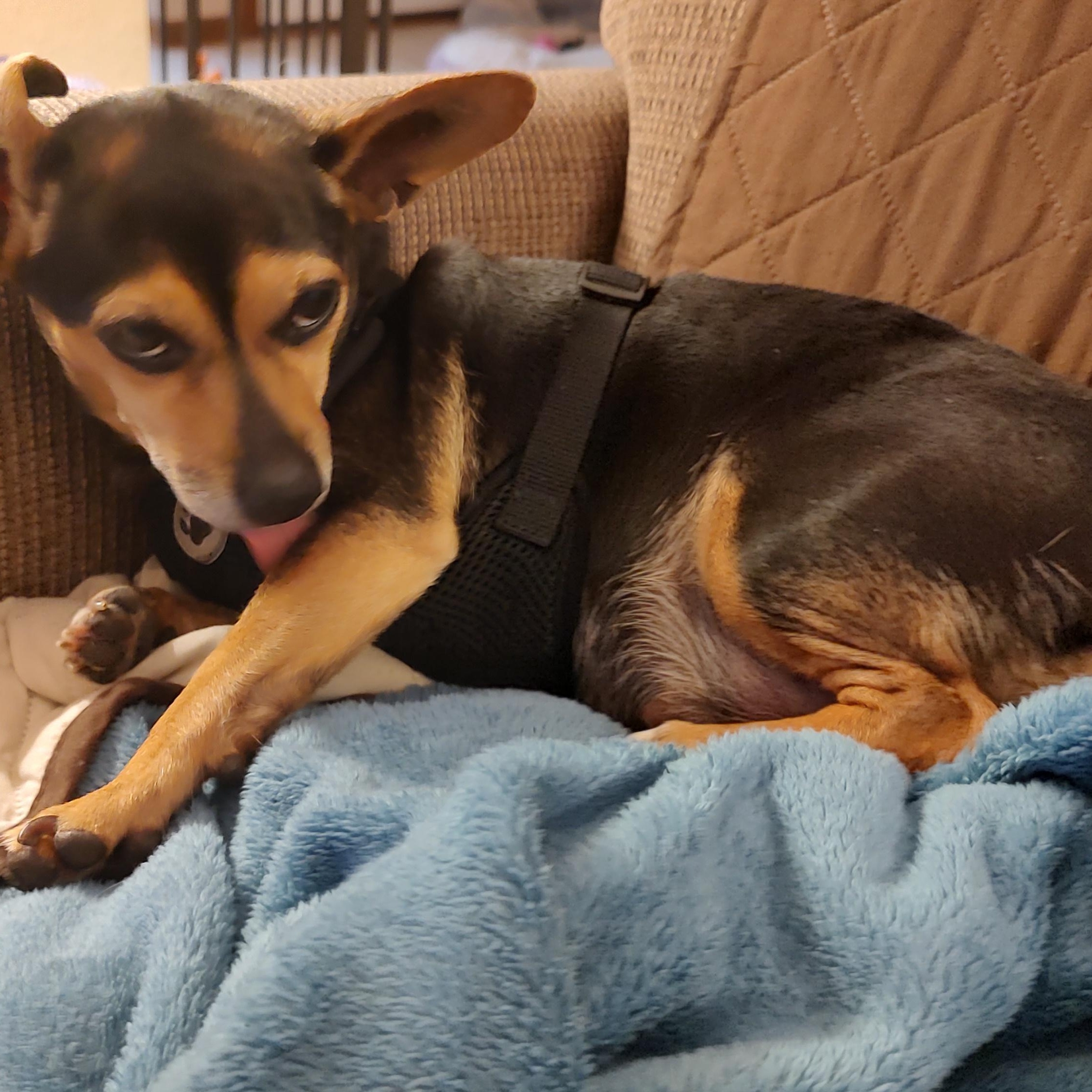 Enlarge Eli, a Adoptable mixed breed in Blue Springs, MO image 2/3