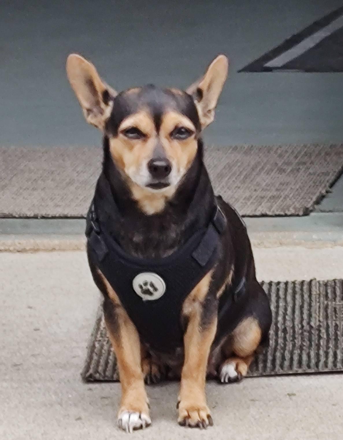 Eli, Adoptable, Senior Female Chihuahua & Dachshund.