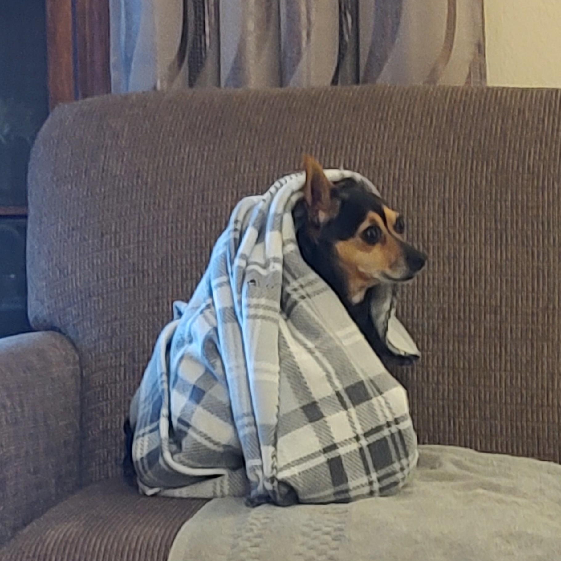 Enlarge Eli, a Adoptable mixed breed in Blue Springs, MO image 3/3