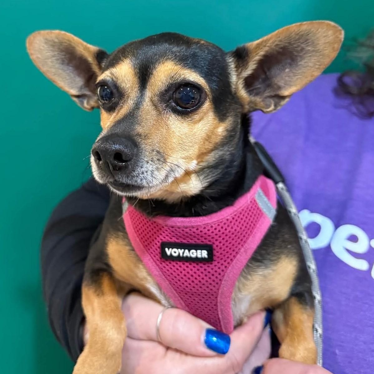 Eli, Adoptable, Senior Female Chihuahua & Dachshund.