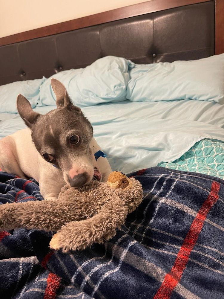 Enlarge Paul *, a Adoptable mixed breed in Columbia, TN image 2/3