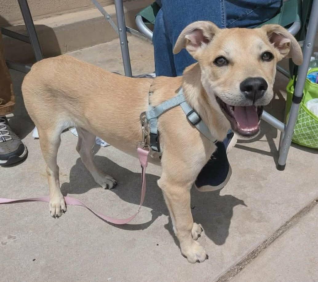 Enlarge Angel, an adoptable mixed breed in Wichita Falls, TX image 1/3