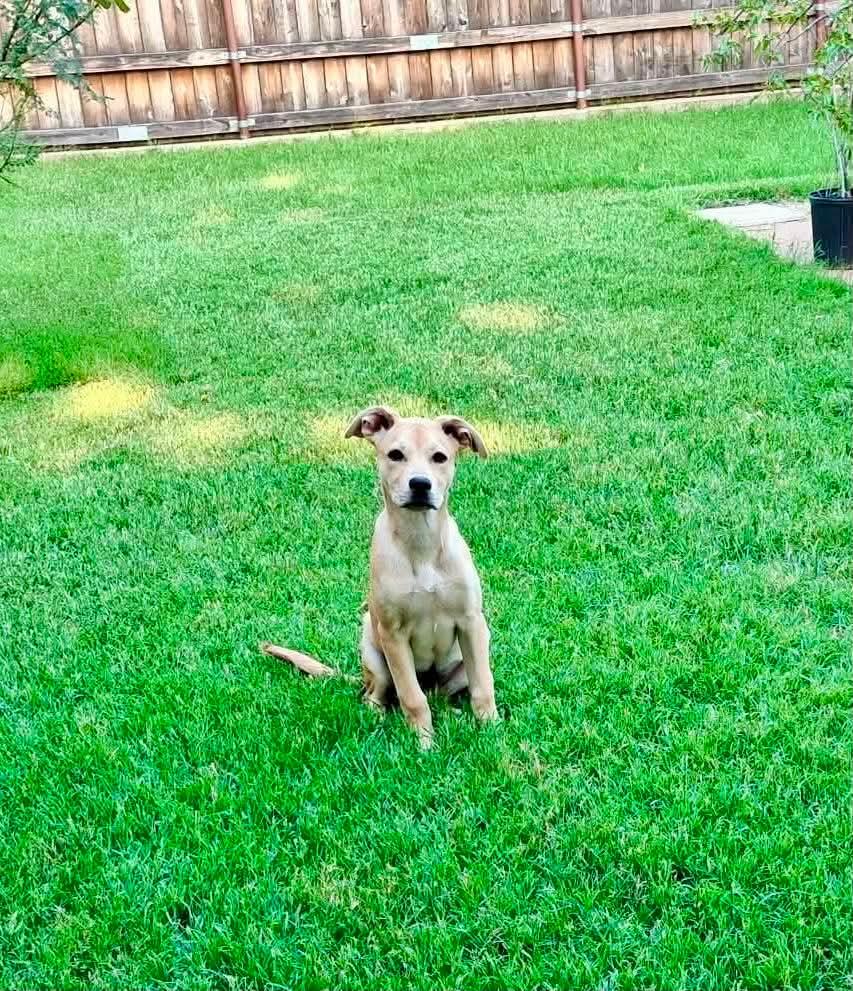 Angel, an adoptable mixed breed in Wichita Falls, TX image 1/2