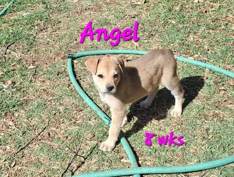 Enlarge Angel, a ADOPTABLE mixed breed in Wichita Falls, TX image 1/1