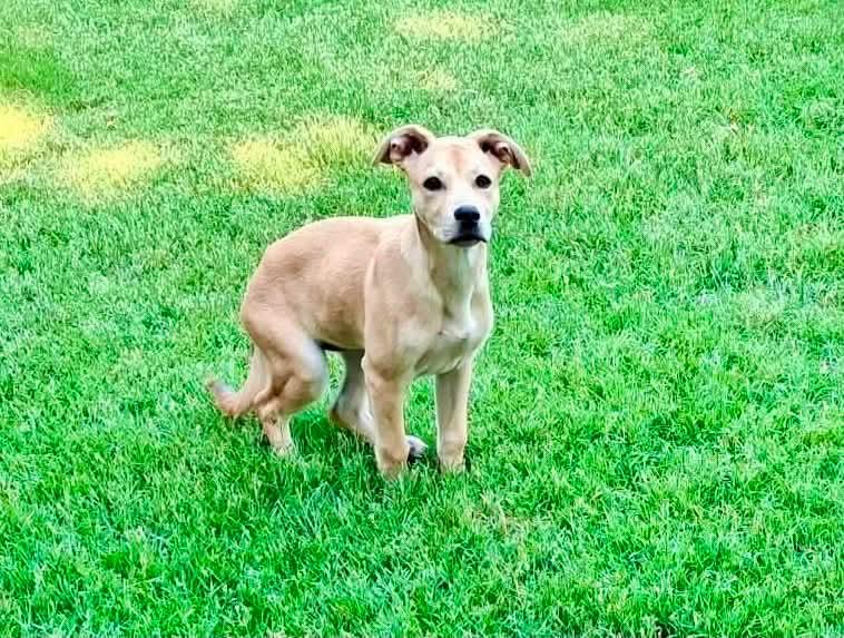 Angel, an adoptable mixed breed in Wichita Falls, TX image 2/2