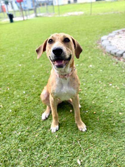 Enlarge Scoobena - 1, a Adoptable mixed breed in Daytona Beach, FL image 1/1