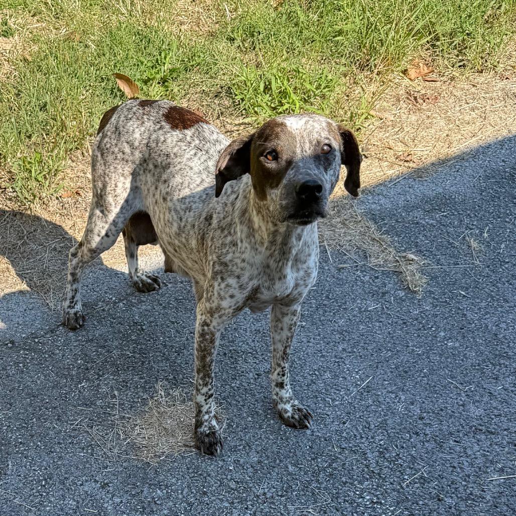 Sweet Caroline thumbnail 2