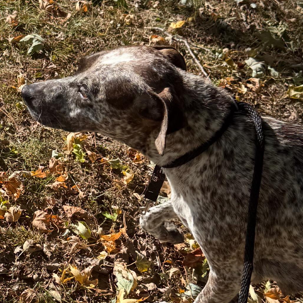 Sweet Caroline thumbnail 4