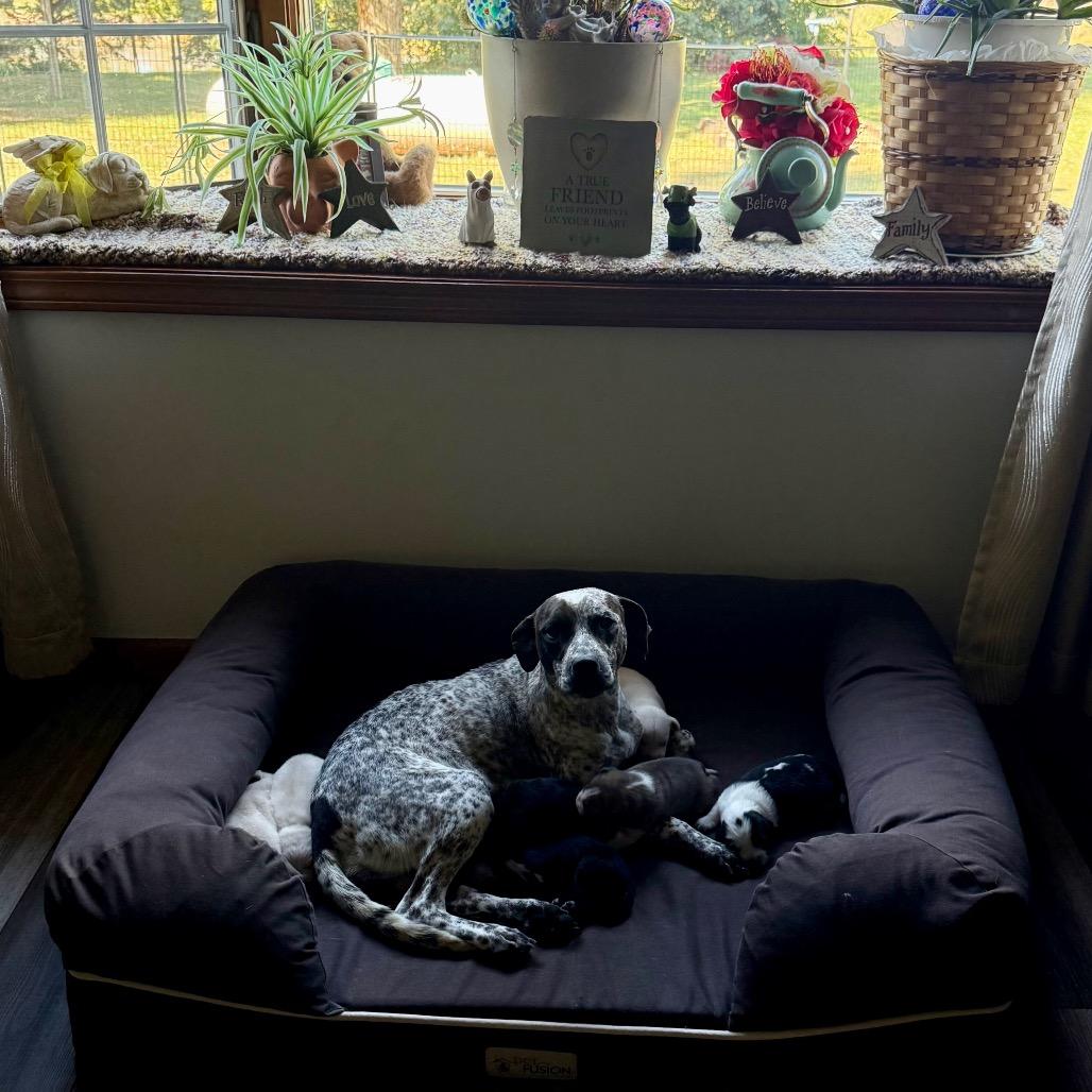 Sweet Caroline thumbnail 6