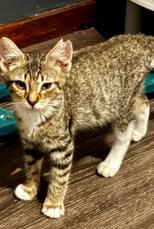 Stitch, Adoptable, Young Male Domestic Short Hair.