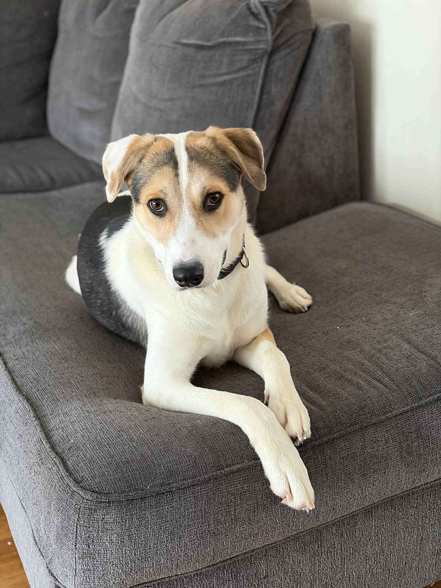 Cocoa, Adoptable, Young Female Shepherd.